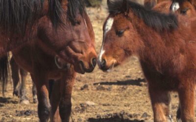 Horse Documentaries, Of Course!