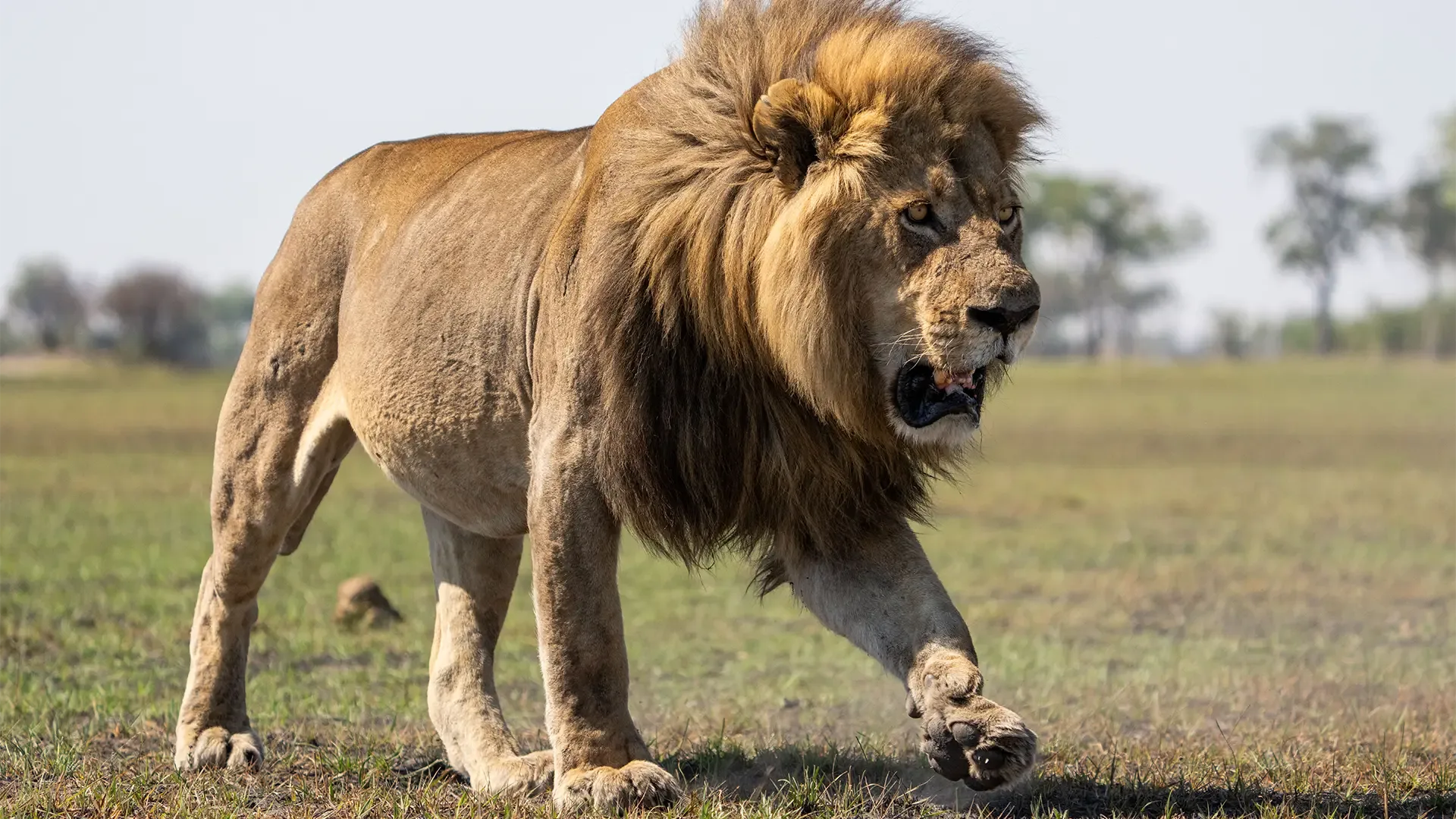 How Do Lions Hunt? A Look at Big Cats and Bigger Meals!