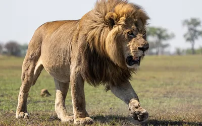 How Do Lions Hunt? A Look at Big Cats and Bigger Meals!