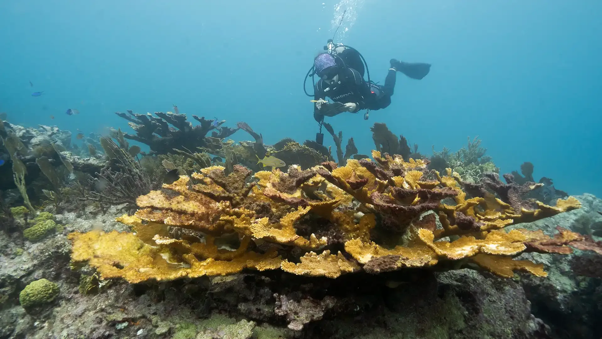 Coral Bleaching: What To Know About a Global Tipping Point