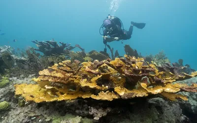 Coral Bleaching: What To Know About a Global Tipping Point