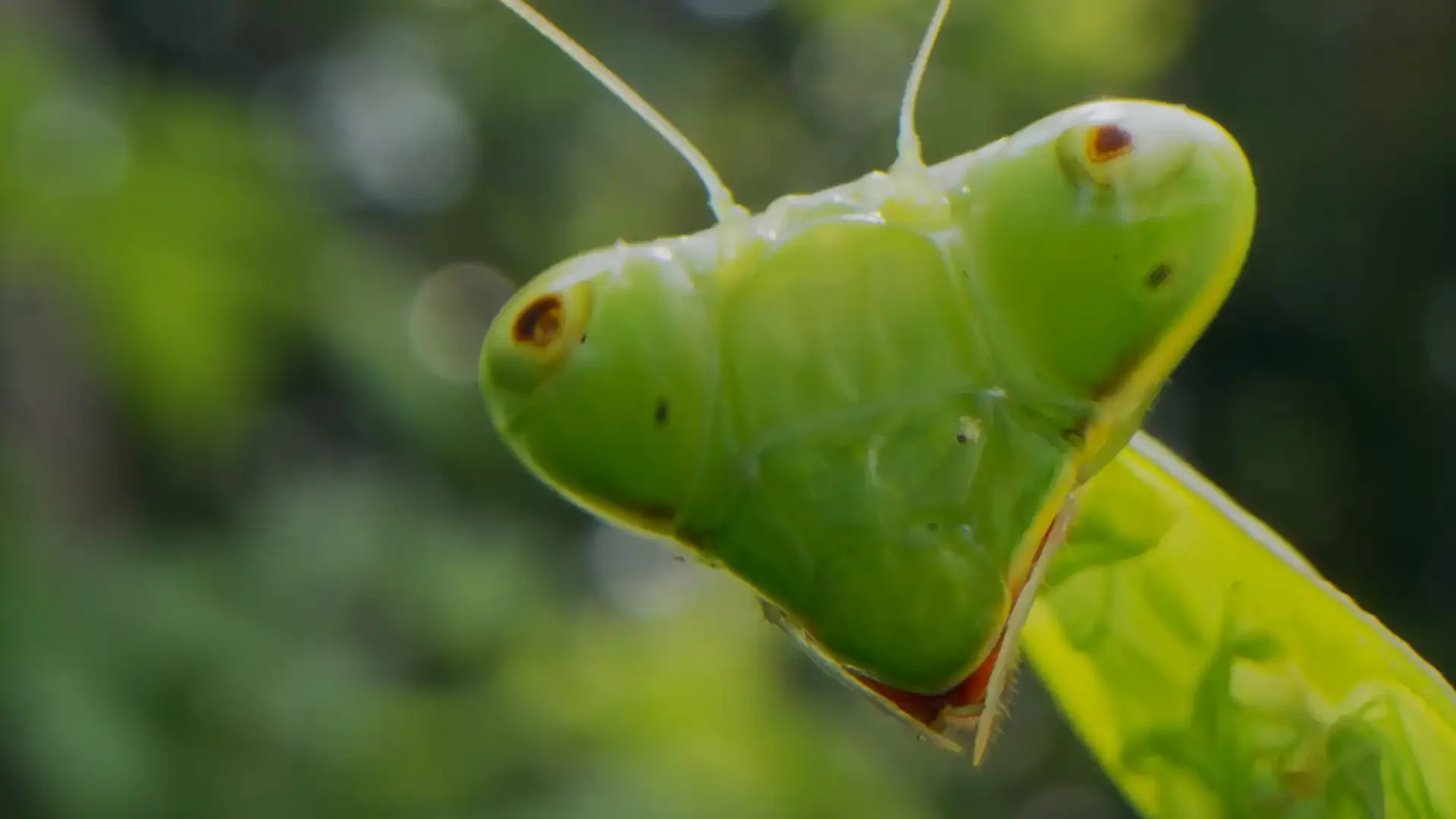 The Study of Bugs: A Creepy-Crawly Crash Course in Entomology