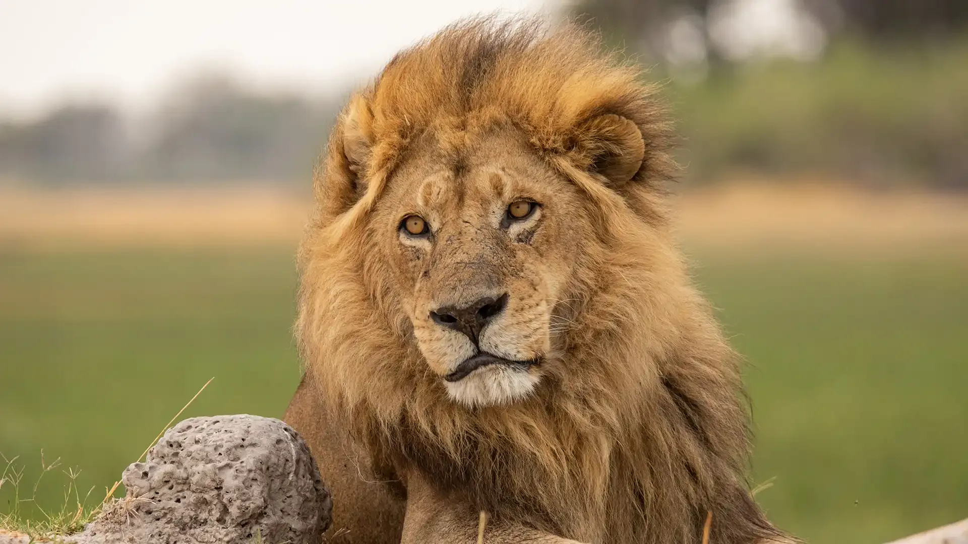 Big Cats 24/7: Fun Facts About Lions