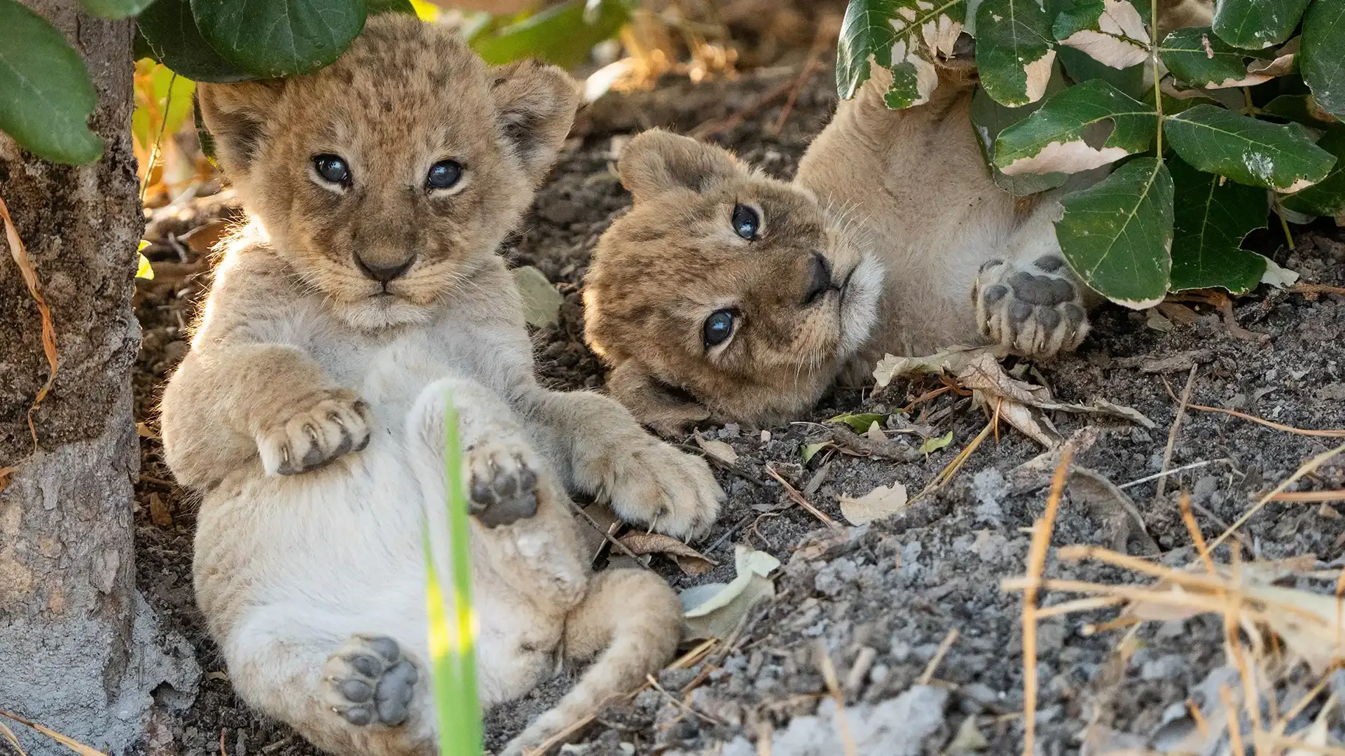 Big Cats 24/7: Everything You Need to Know About Season 2