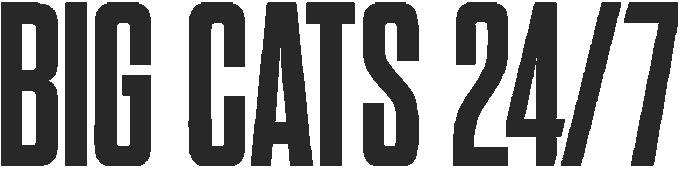 Big Cats 24/7: Fun Facts About Leopards