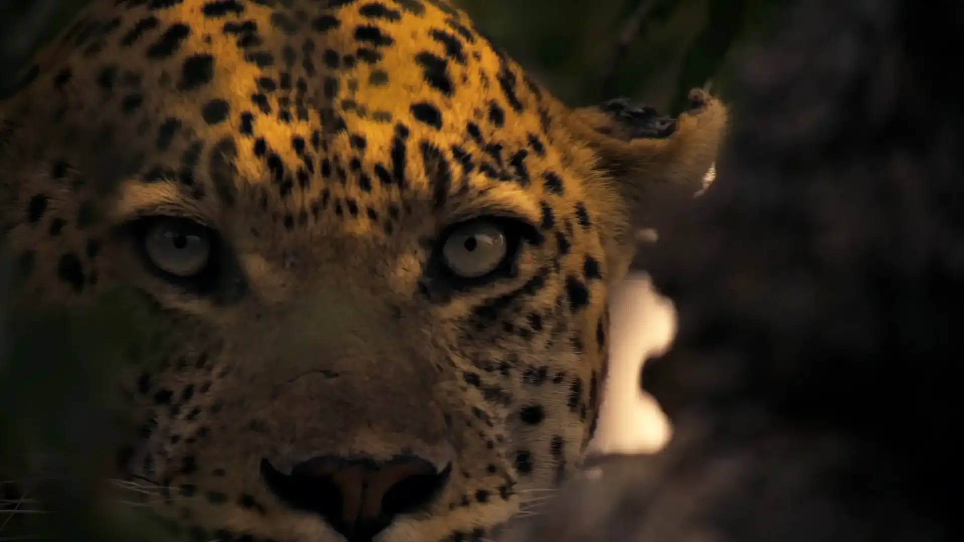 Big Cats247 s02 e04 25p 51 en 8ch HQ mp4 00 30 07 02 Still021 Bogwe copy