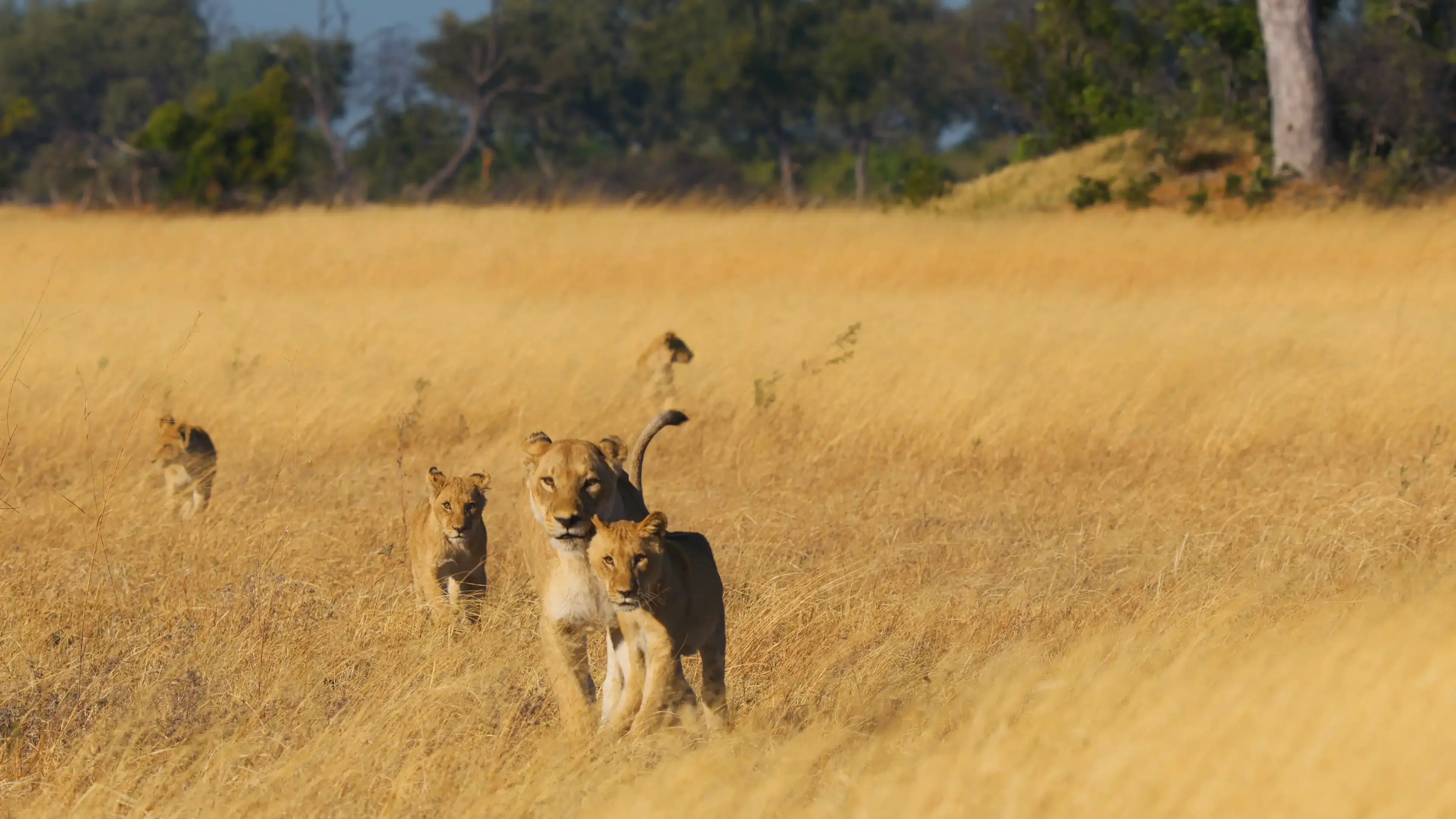 FKBQ362 D 02 Big Cats247 S2 Episode01 Grabs 10044600 Nosi copy