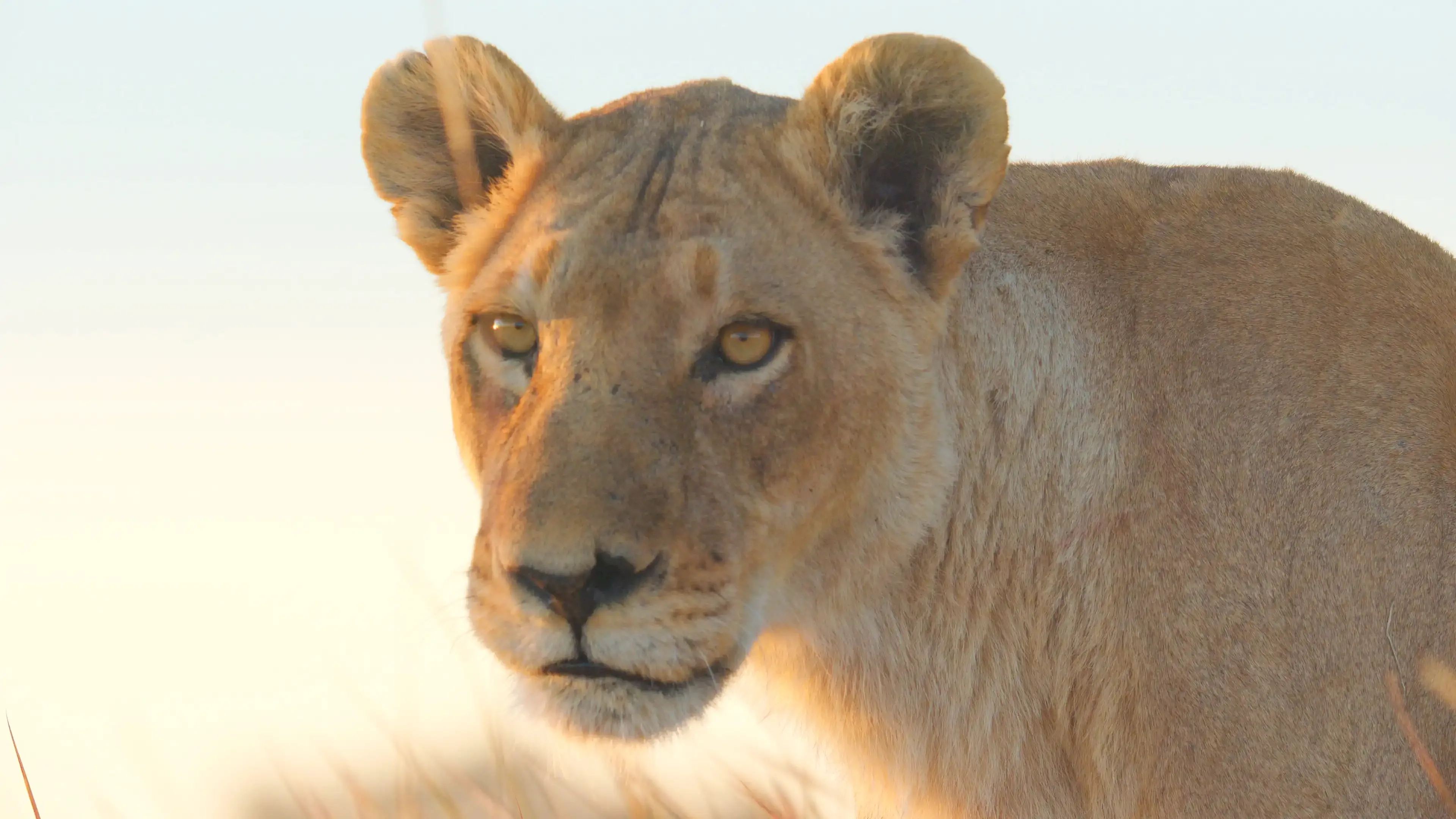 FKBQ363 X 02 Big Cats247 S2 Episode02 Grabs 10041510 Matho copy