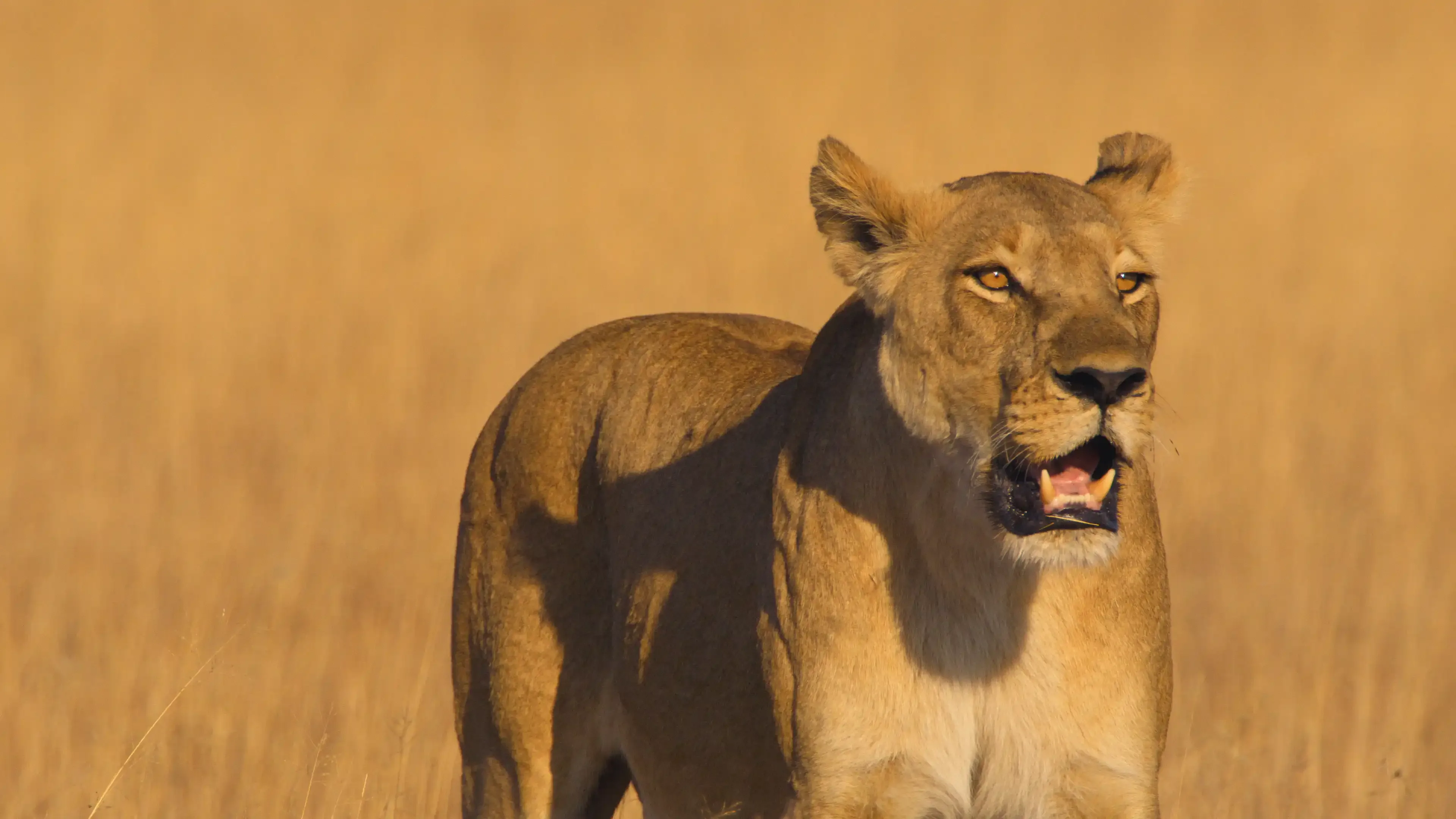 FKBQ364 R 01 Big Cats247 S2 Episode03 Grabs 10035523 NALEDI copy