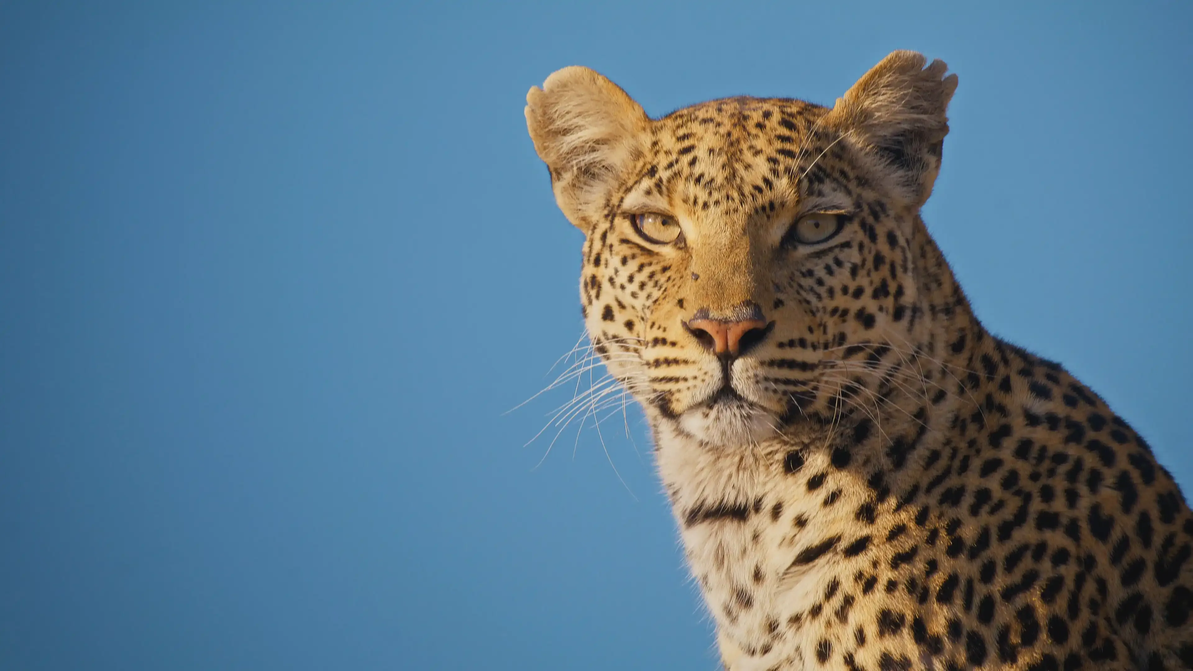 FKBQ366 E 02 Big Cats247 S2 Episode05 Grabs 10160324 LEDIBA copy