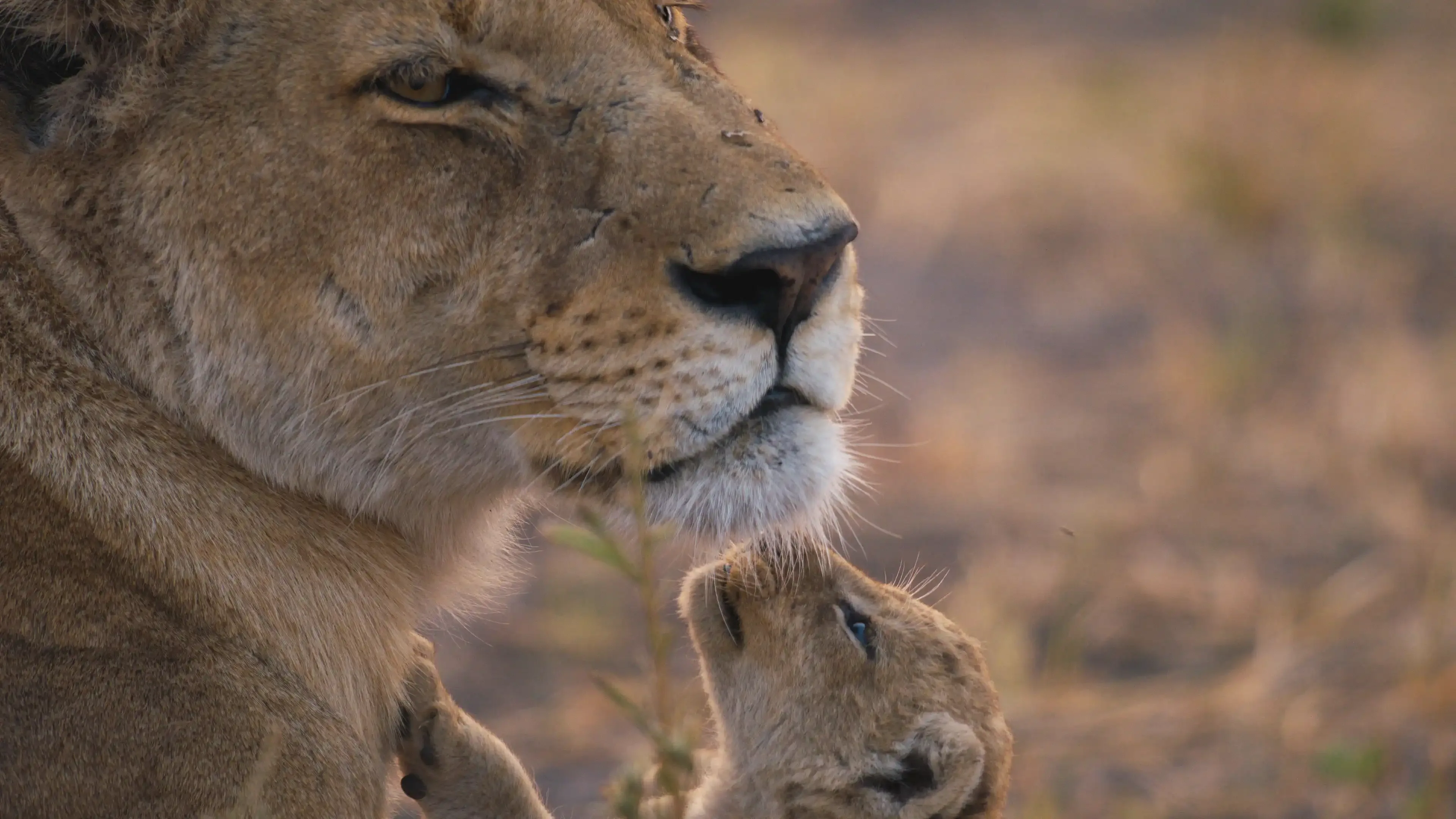 FKBQ366 E 02 Big Cats247 S2 Episode05 Grabs 10201422 SERAMI copy