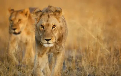 Big Cats 24/7: Meet the Feline Stars of Season 2