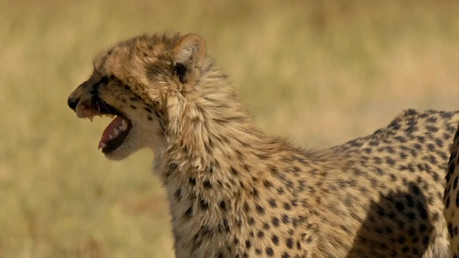 Ep3 GI Fs 2 looped cheetah 00 00 47 22 Still001 copy