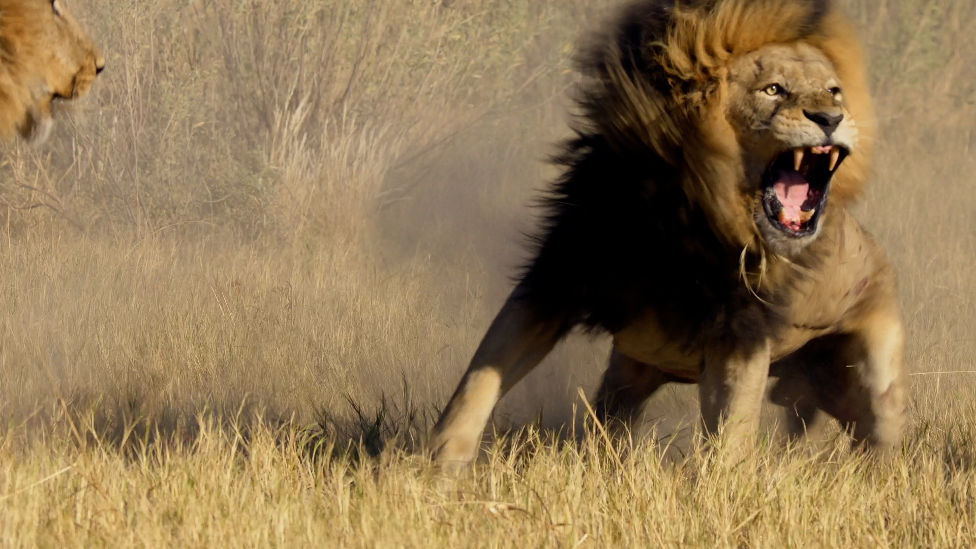 Sounds of the Savannah
