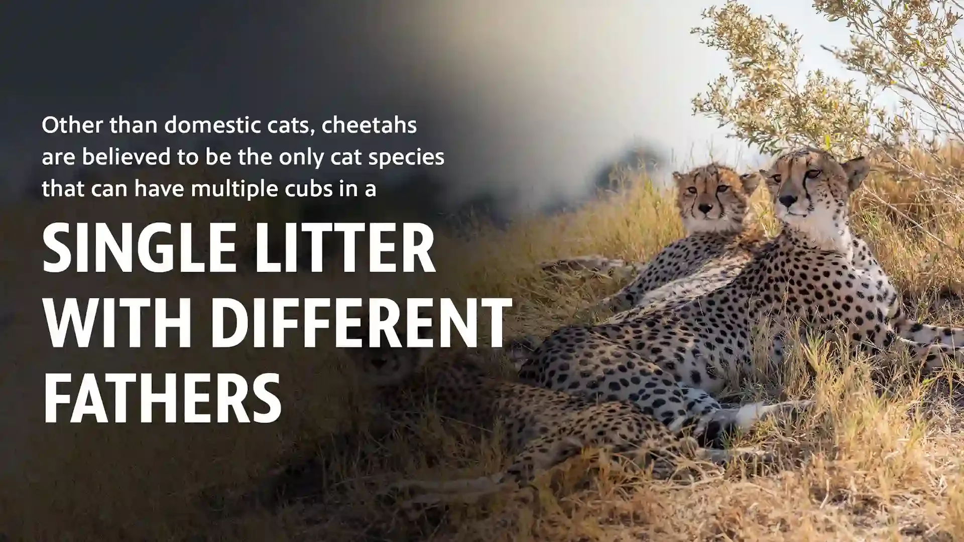 1 LITTERS
