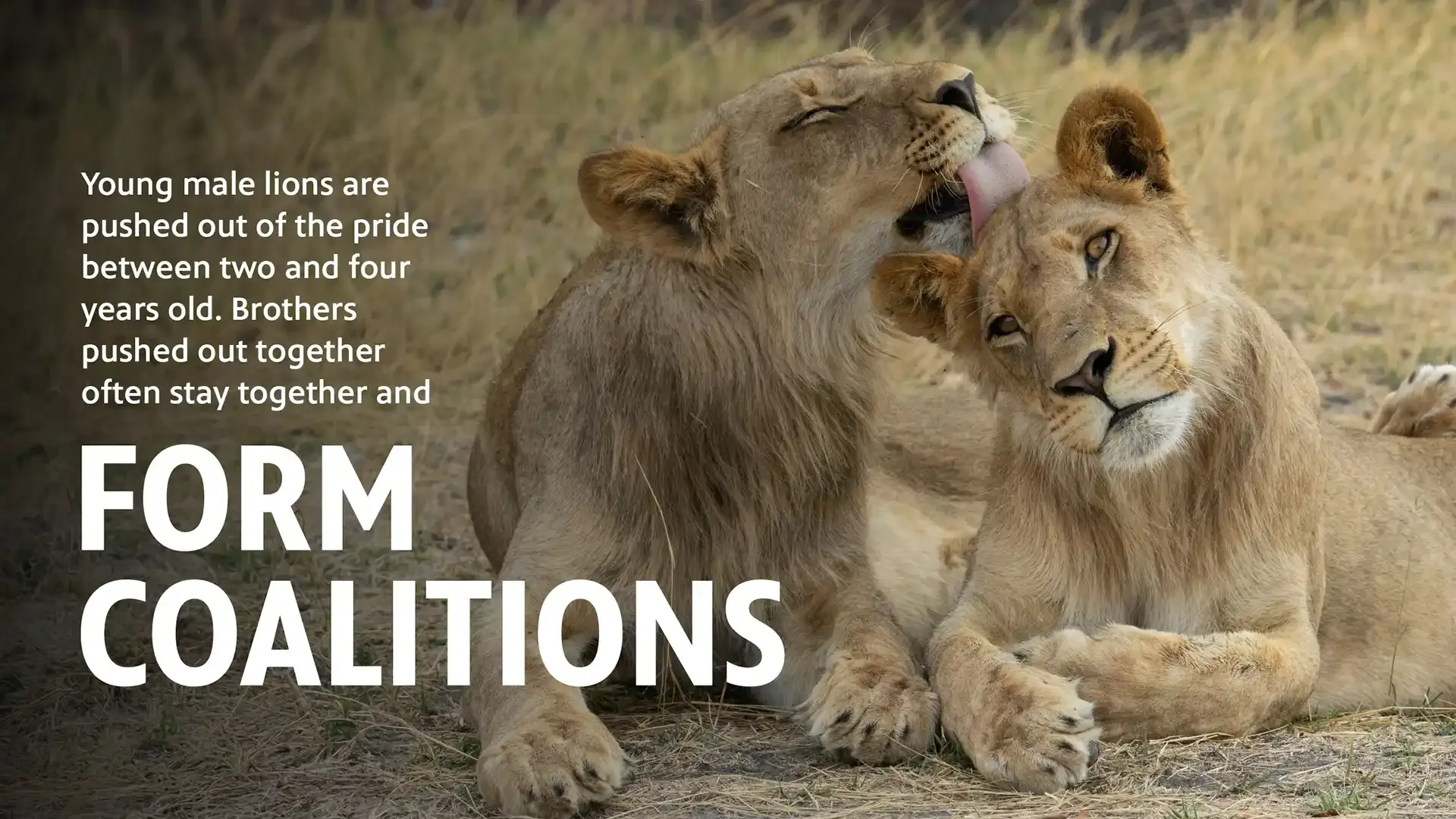 6 COALITIONS