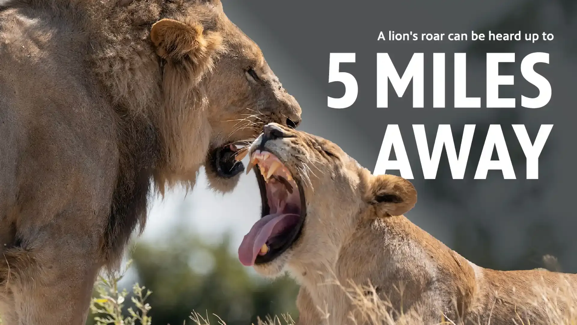8 ROAR
