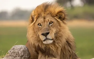 Big Cats 24/7: Fun Facts About Lions