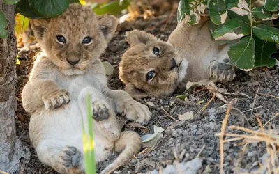 Big Cats 24/7: Everything You Need to Know About Season 2