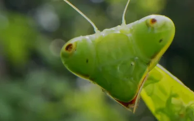 The Study of Bugs: A Creepy-Crawly Crash Course in Entomology