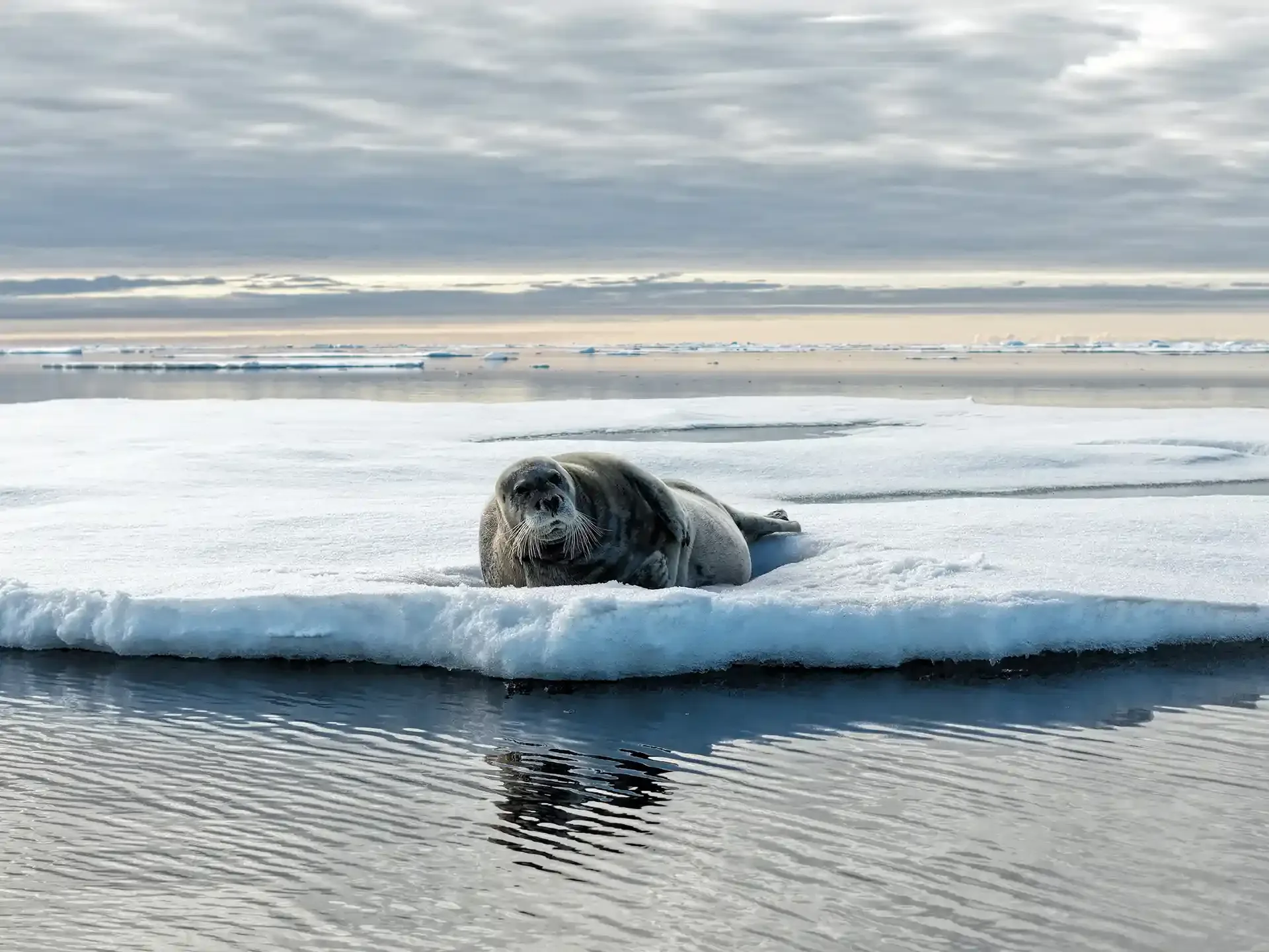 Ages of Ice EP2 Arctic Bearded Seal Photo credit Cameron Batten resized