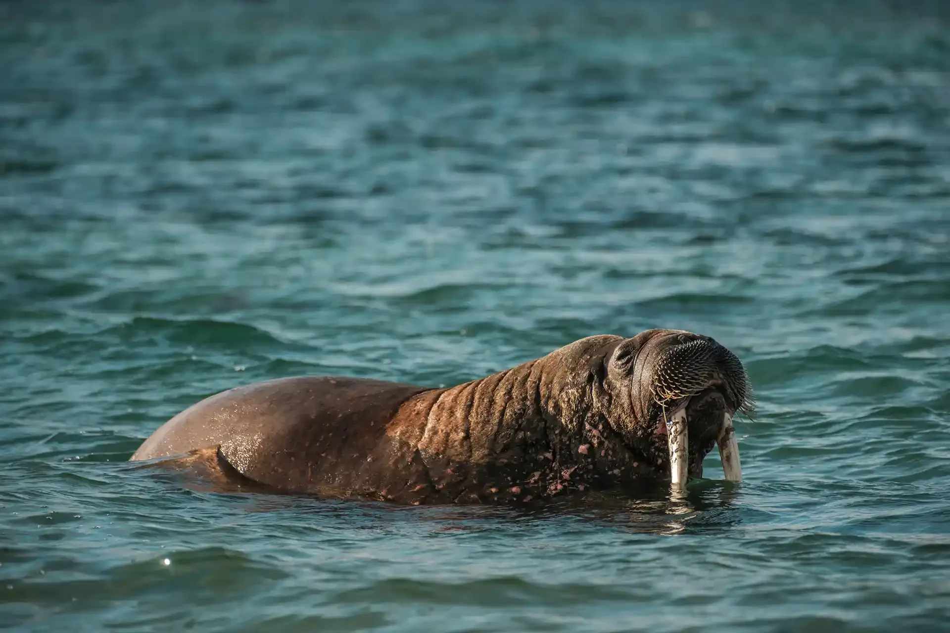 Ages of Ice EP2 Walrus Photo credit Chris Cubitt resized