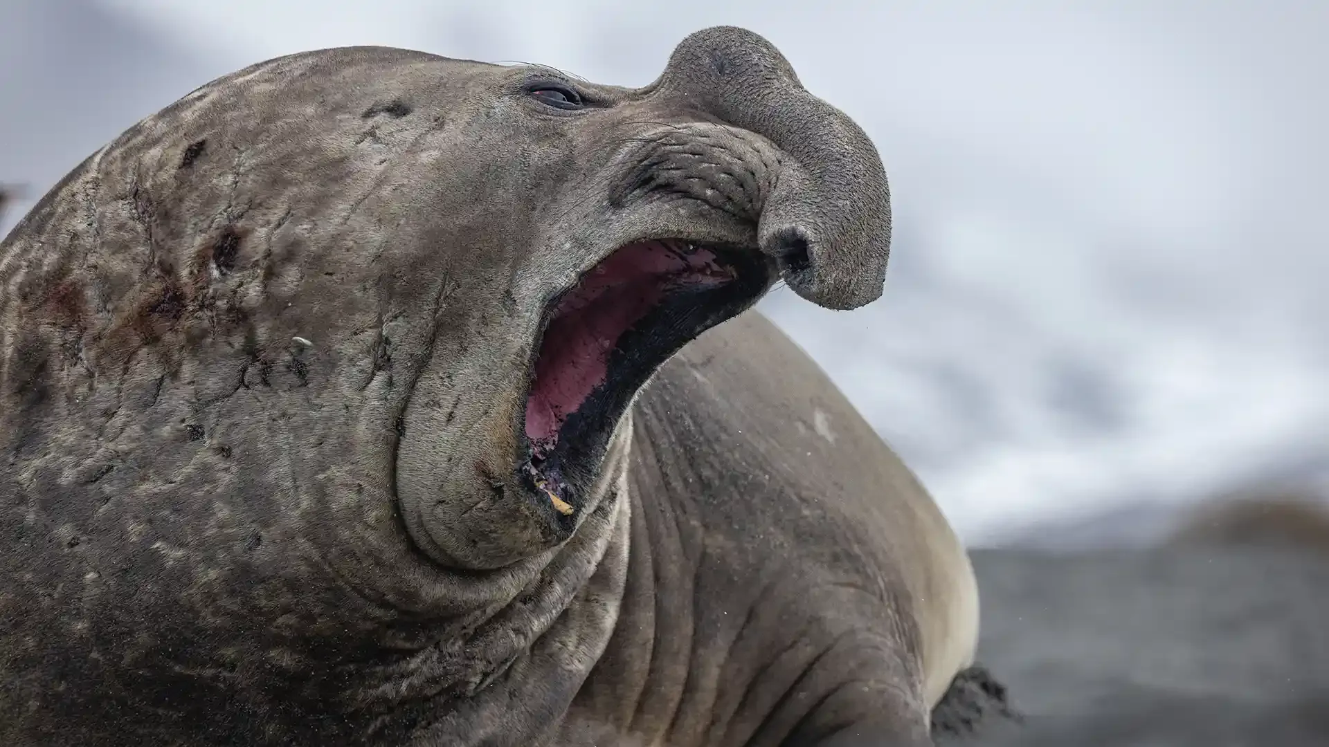 What the Arctic Sounds Like Underwater
