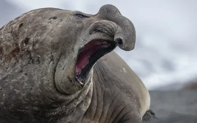 What the Arctic Sounds Like Underwater