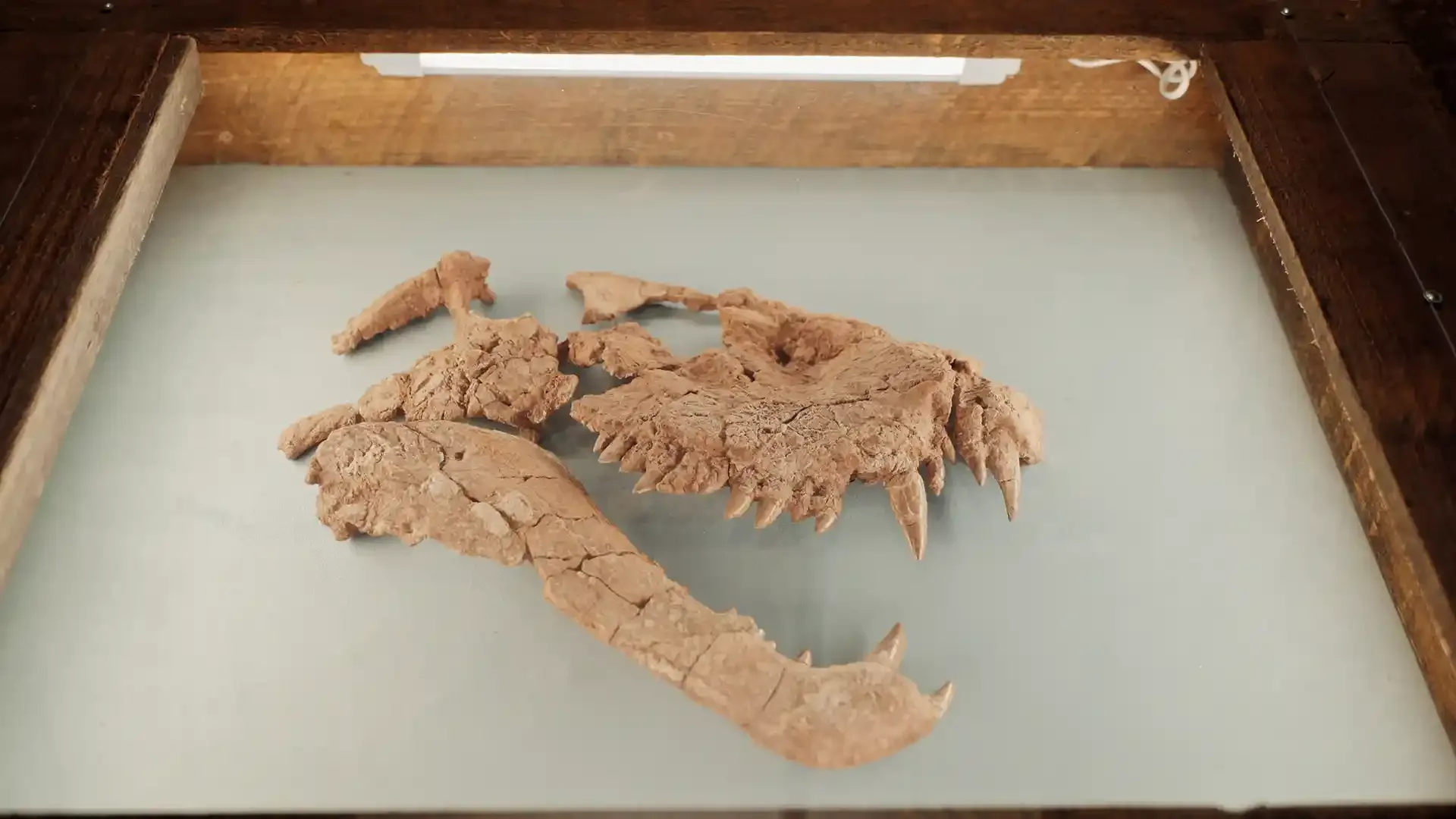Dimetrodon skull on display at the Whiteside Museum of Natural History