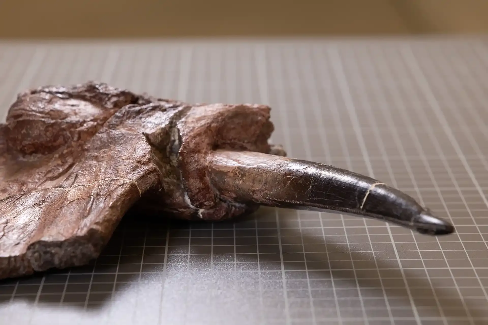 Photo of an Inostrancevia fossil
