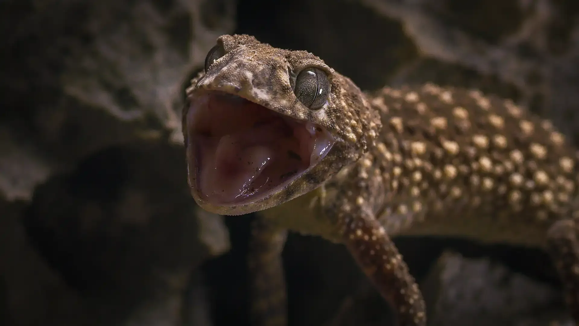The Amazing Wildlife of The Kimberley