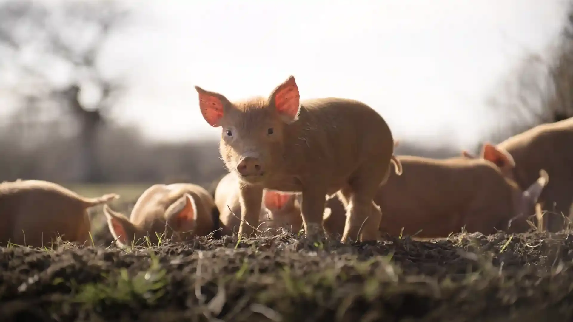 How to Watch WILDING on PBS