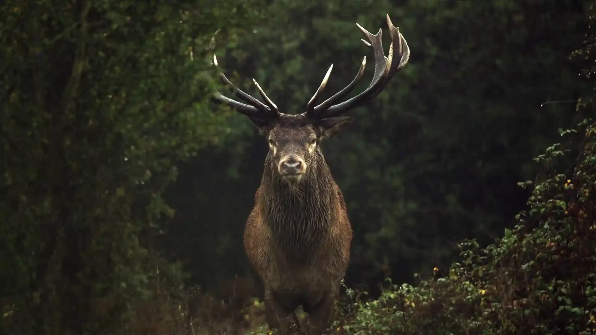 What to Watch for Earth Month on PBS