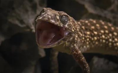 The Amazing Wildlife of The Kimberley