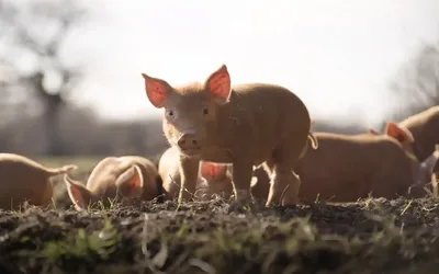 How to Watch WILDING on PBS