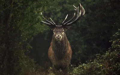 What to Watch for Earth Month on PBS