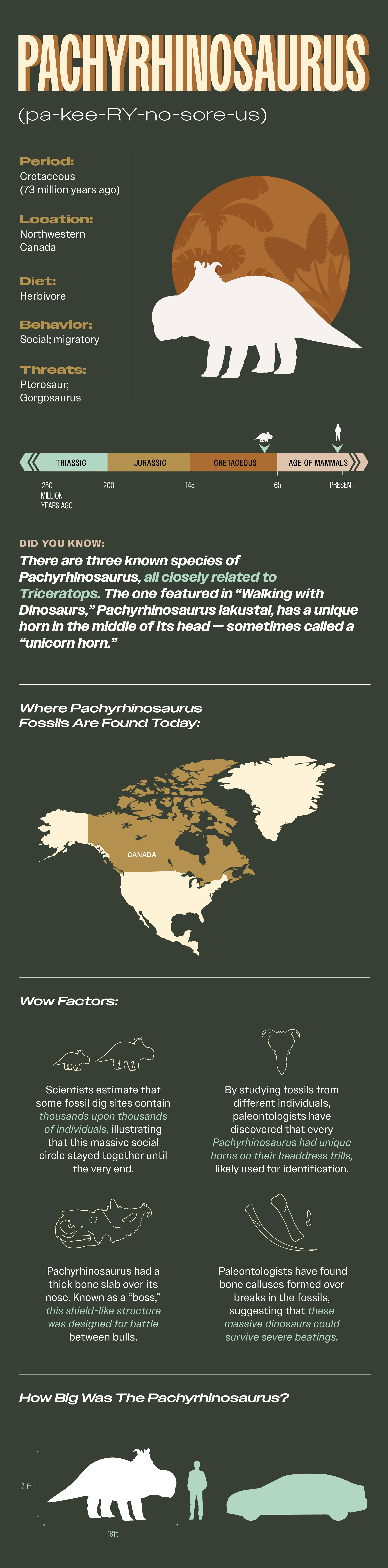 Pachyrhinosaurus Fact Sheet