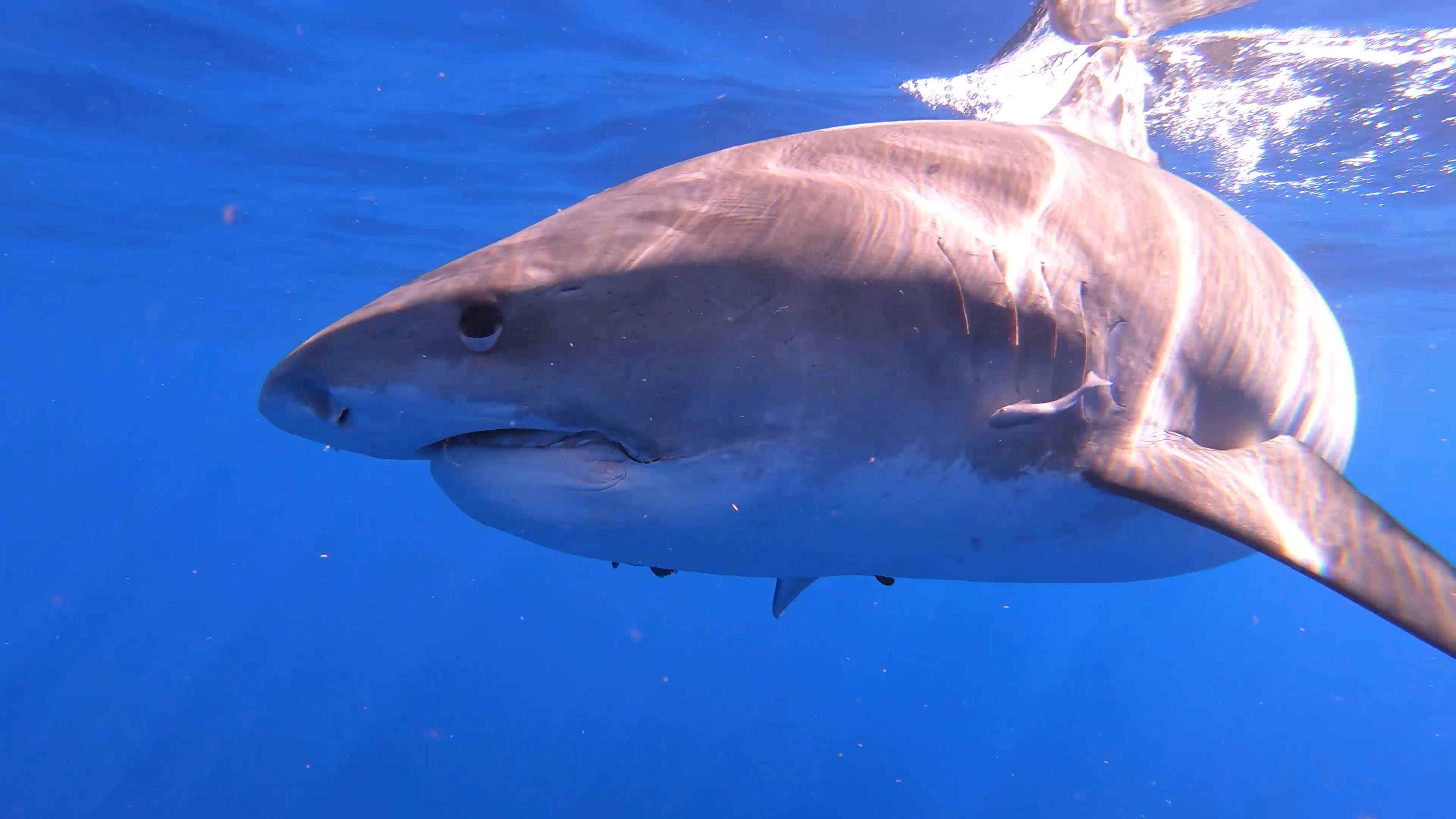 We’re Swimming in Great Shark Documentaries!