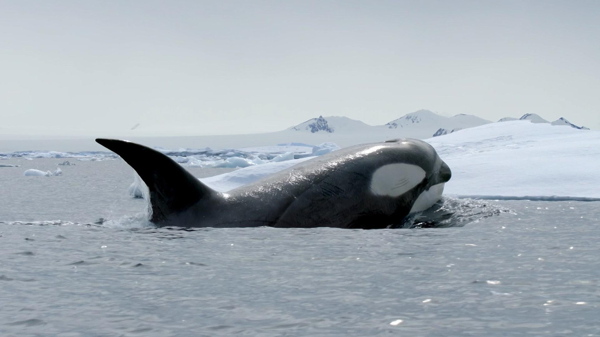 6 Polar Documentaries to Watch
