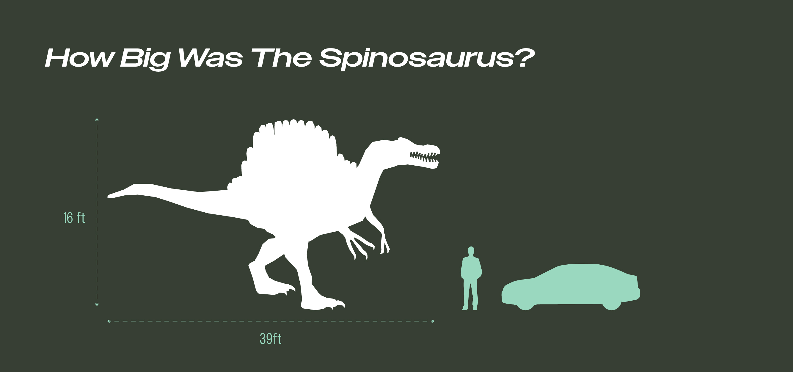 Infographic comparing the size of a Spinosaurus to an average human and a car