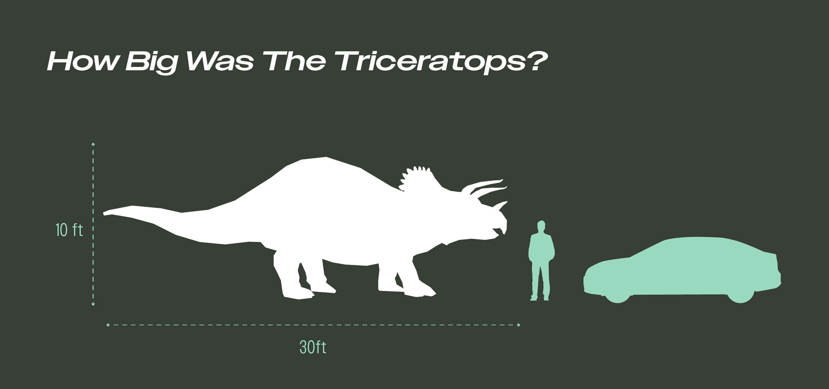 Infographic comparing the size of a Triceratops to a car and an average human