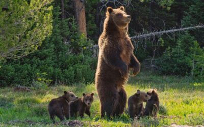 Best Bear Documentaries to Watch Now