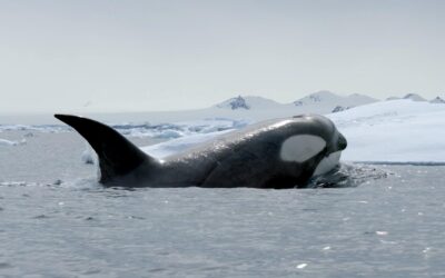 6 Polar Documentaries to Watch