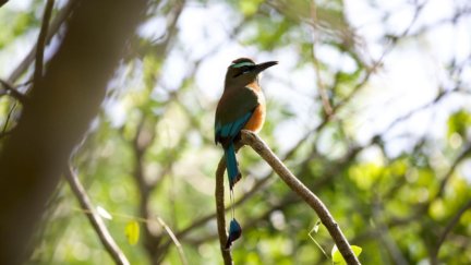 Discovering a Cenote