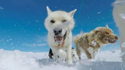 Husky Ride