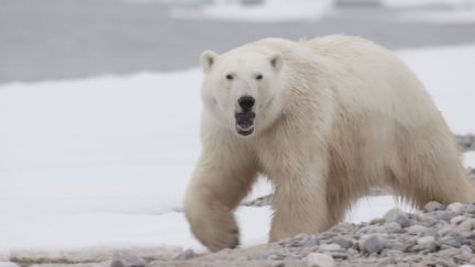 Warding Off a Polar Bear