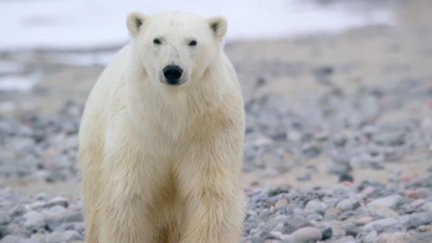 When the Polar Bear Encounter Became Serious | Digital Extra