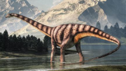 A Short Tale About Diplodocus' Long Neck