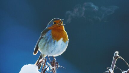 Attenborough’s Wonder of Song