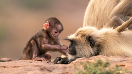 Grasslands | Parenthood